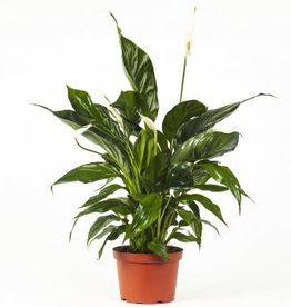 Cascade Tropicals Spathiphyllum assorted 4in -Peace Lily