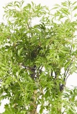 Cascade Tropicals Polyscias fruticosa 6in  -Ming Aralia