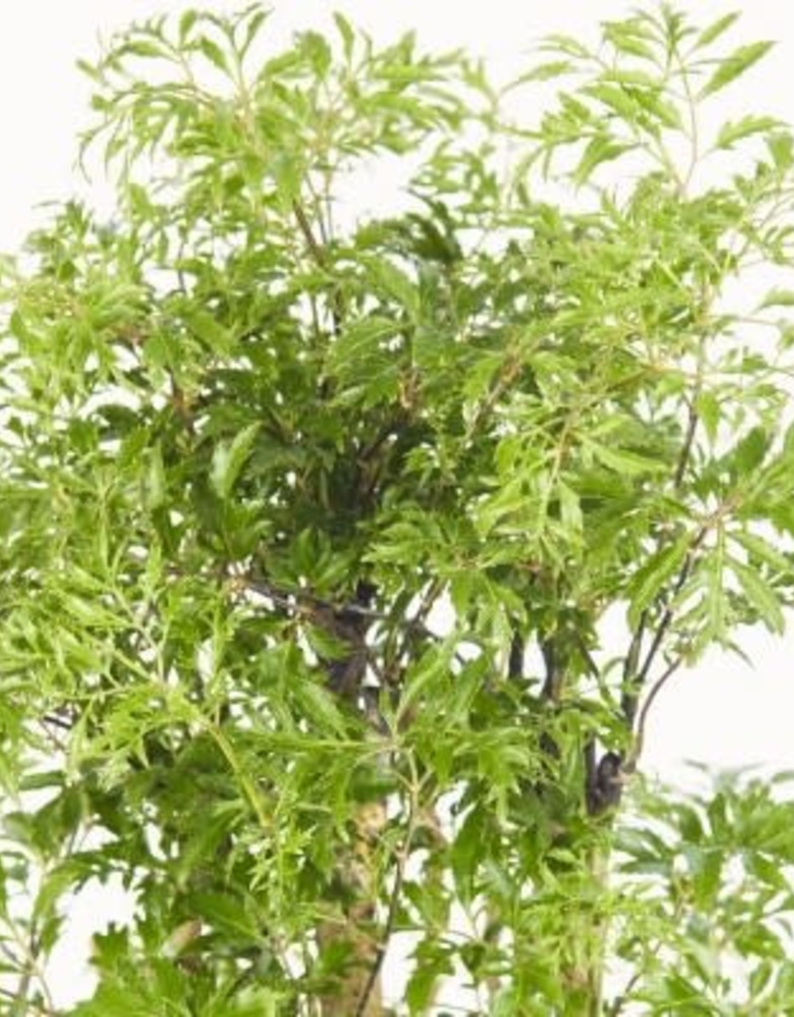 Cascade Tropicals Polyscias fruticosa 6in  -Ming Aralia