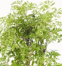 Cascade Tropicals Polyscias fruticosa 6in  -Ming Aralia