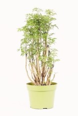Cascade Tropicals Polyscias fruticosa 6in  -Ming Aralia