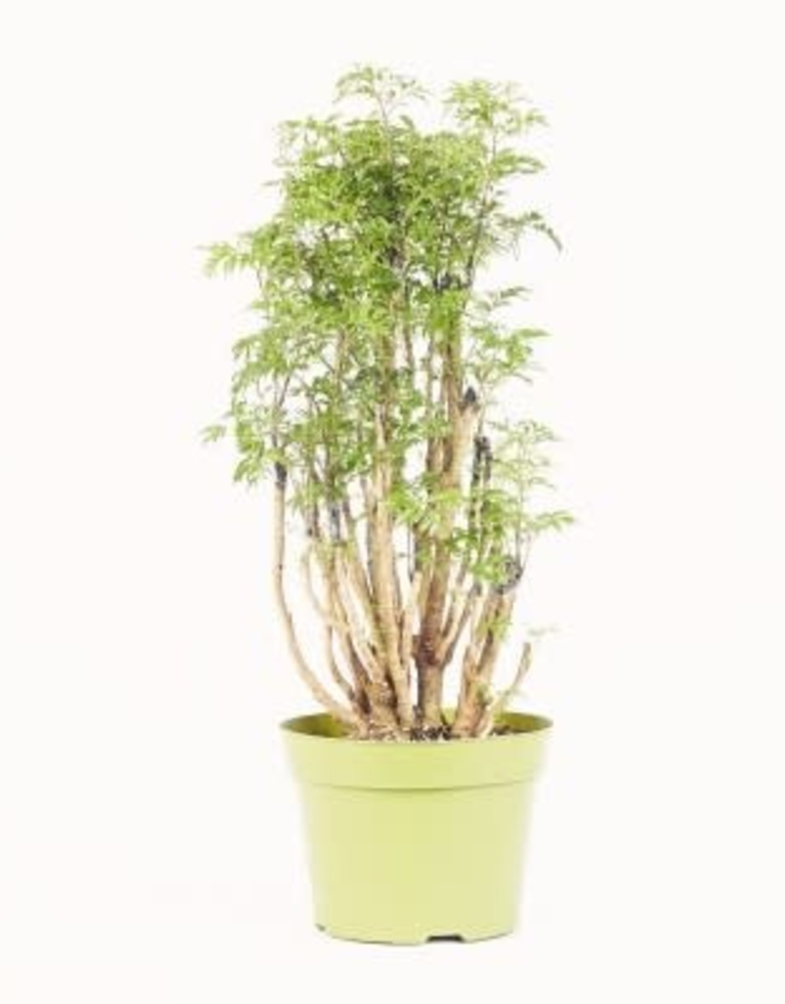 Cascade Tropicals Polyscias fruticosa 6in  -Ming Aralia