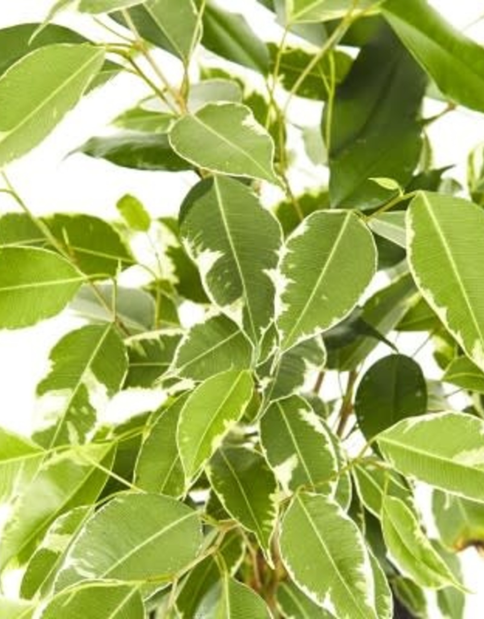 Cascade Tropicals Ficus benjamina variegata - bush 6in Weeping Fig