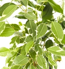 Cascade Tropicals Ficus benjamina variegata - bush 6in Weeping Fig