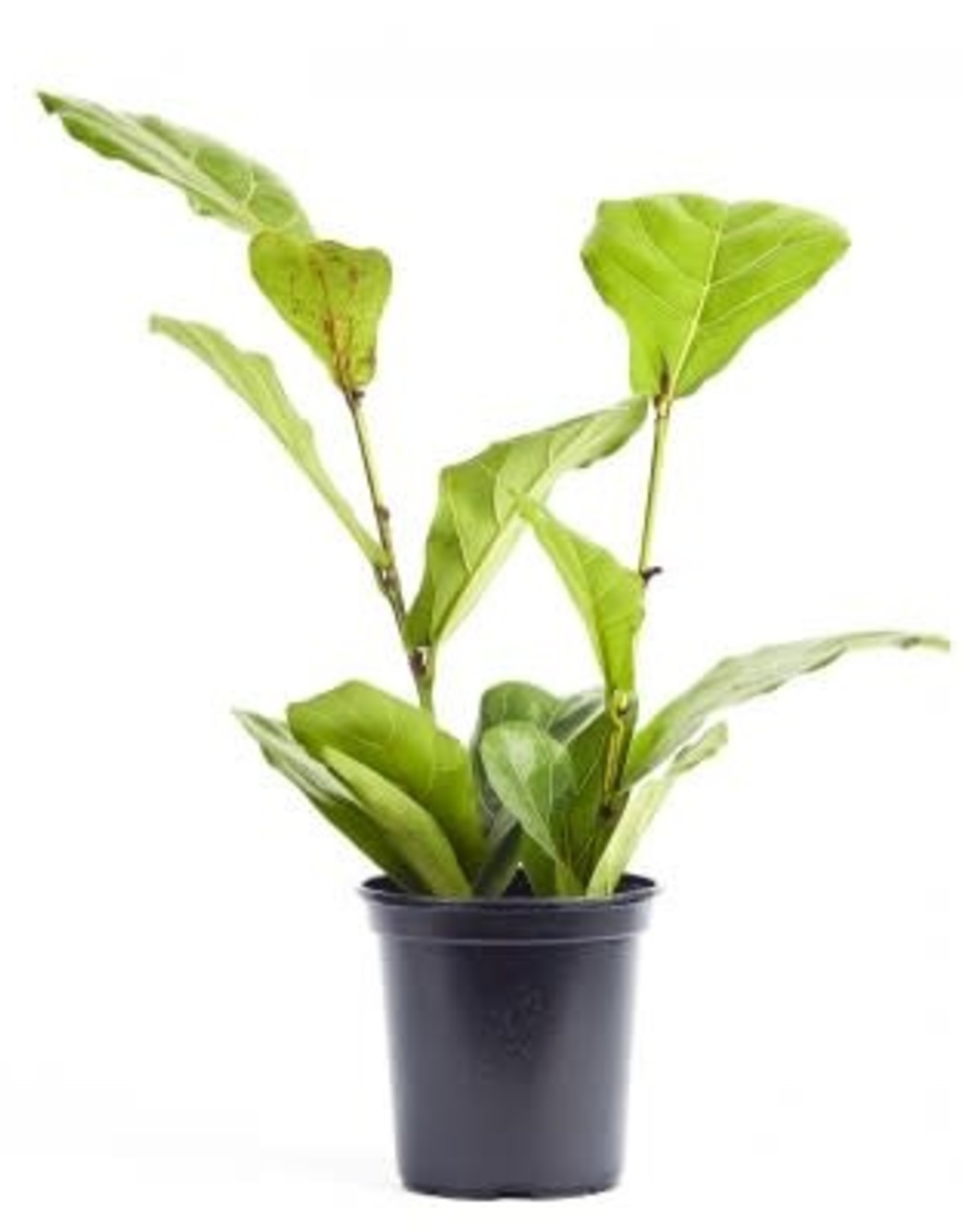 Cascade Tropicals Ficus lyrata 4in -Fiddle-Leaf Fig