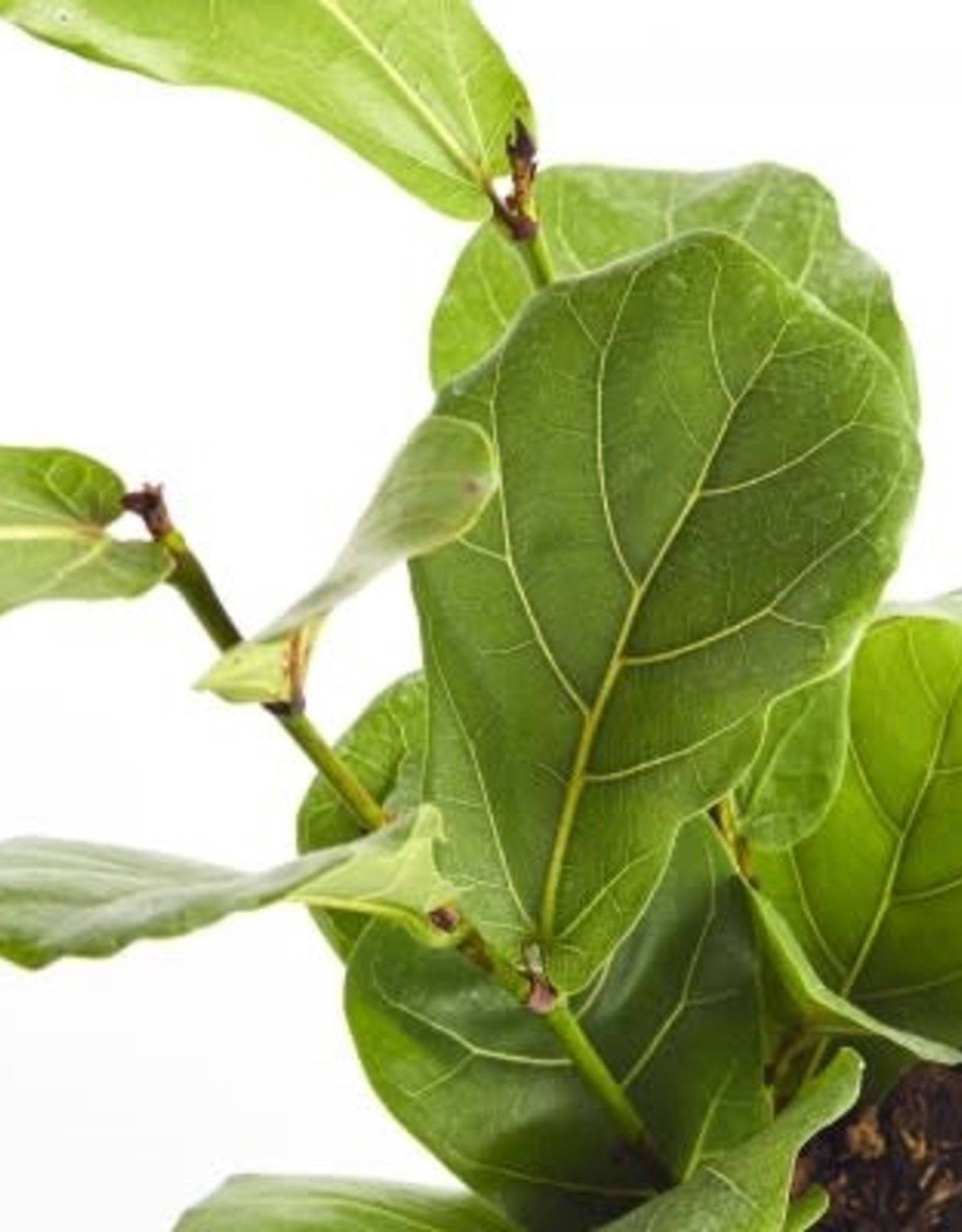 Cascade Tropicals Ficus lyrata 4in -Fiddle-Leaf Fig