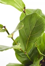 Cascade Tropicals Ficus lyrata 6in Fiddle-Leaf Fig