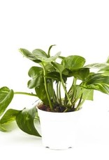Cascade Tropicals Epipremnum aureum 4in  -Pothos