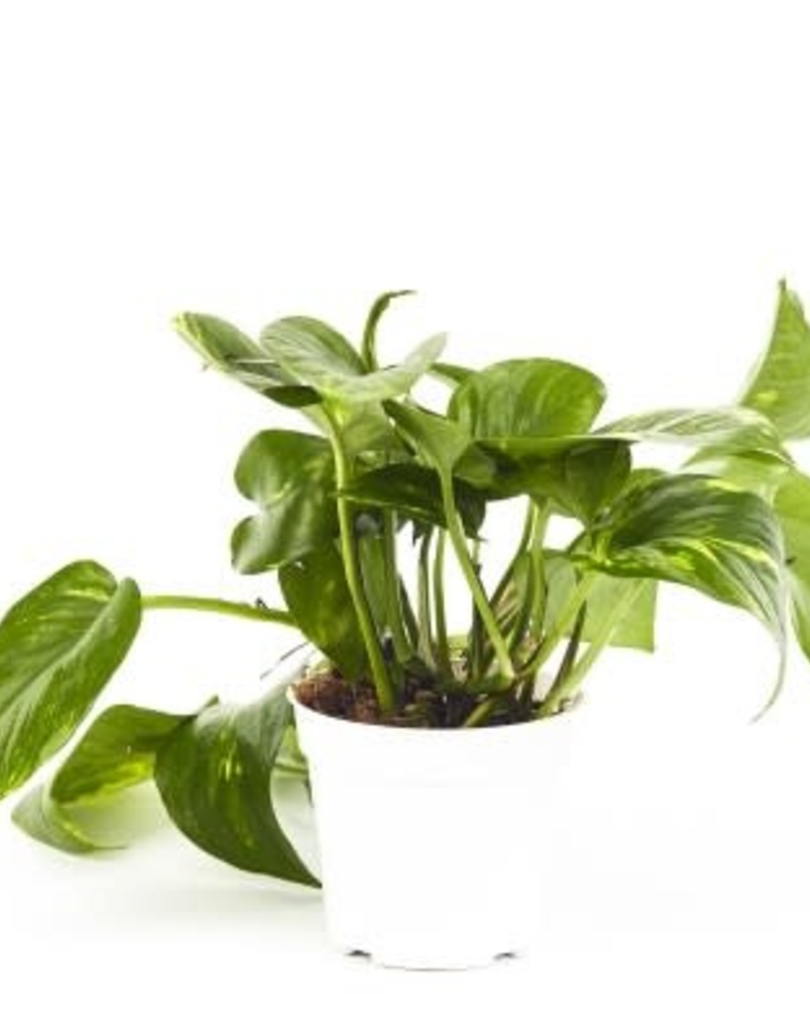 Cascade Tropicals Epipremnum aureum 4in  -Pothos
