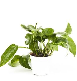 Cascade Tropicals Epipremnum aureum 4in  -Pothos