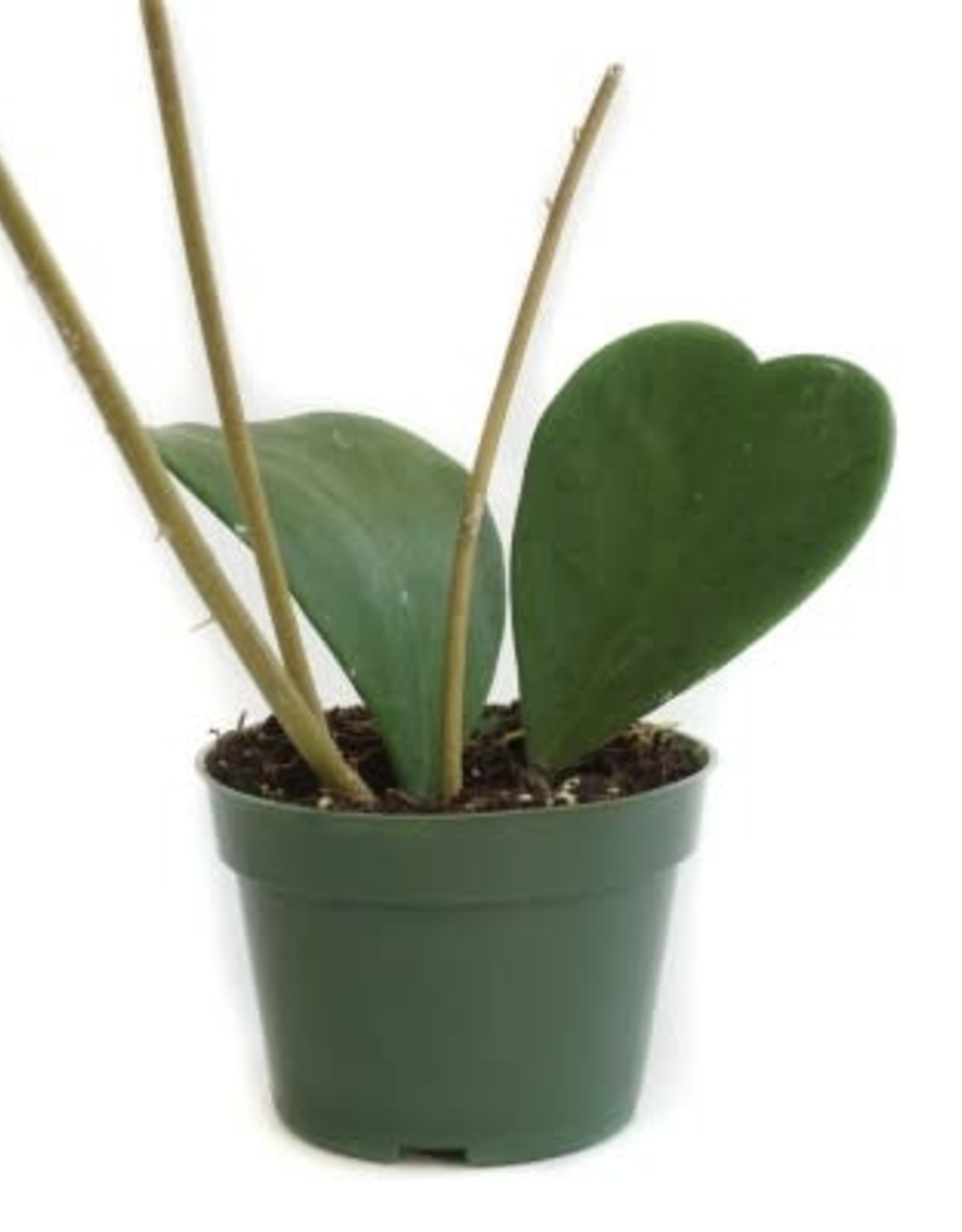 Cascade Tropicals Hoya Kerii Sweetheart - Single Leaf  4in