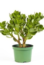 Cascade Tropicals Crassula ovata 4in -Jade Plant