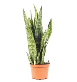 Cascade Tropicals Sansevieria zeylanica 6in -Snake Plant