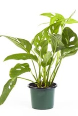 Cascade Tropicals Monstera adansonii Adanson's Swiss Cheese Plant 4in