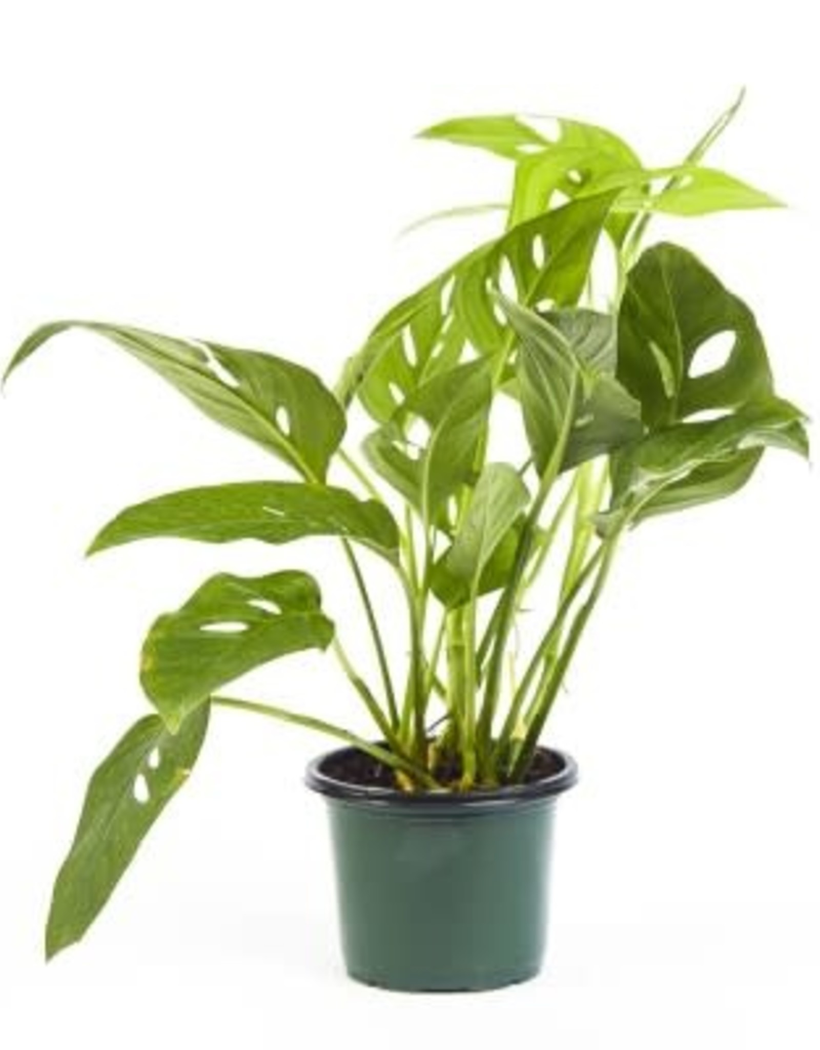 Cascade Tropicals Monstera adansonii Adanson's Swiss Cheese Plant 4in
