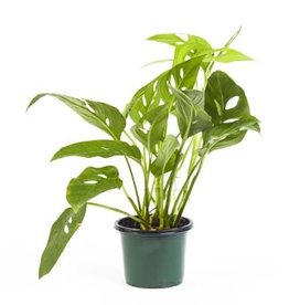 Cascade Tropicals Monstera adansonii Adanson's Swiss Cheese Plant 4in