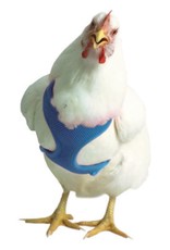VALHOMA CORPORATION Chicken Harness Blue 13'-17'