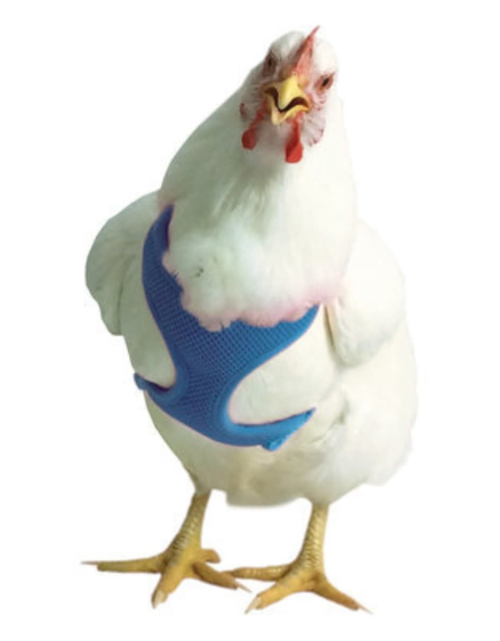 VALHOMA CORPORATION Chicken Harness Blue 13'-17'