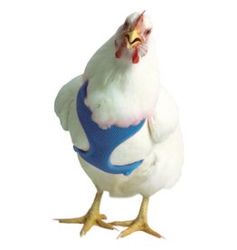 VALHOMA CORPORATION Chicken Harness Blue 13'-17'