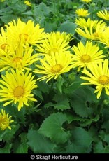 DORONICUM caucasicum ‘Little Leo’ 5.5 in