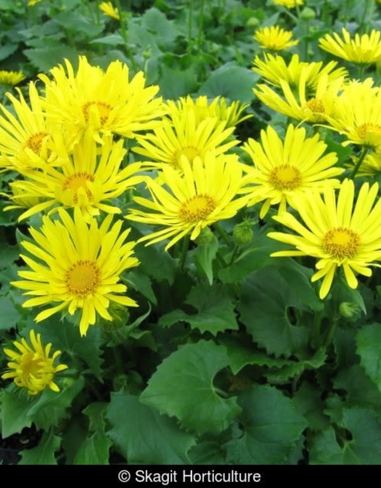 DORONICUM caucasicum ‘Little Leo’ 5.5 in