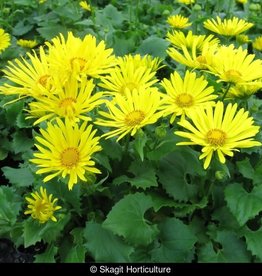 DORONICUM caucasicum ‘Little Leo’ 5.5 in