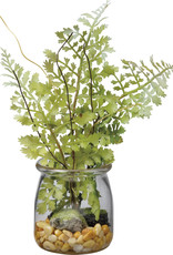 Jar - Sm Maidenhair Fern