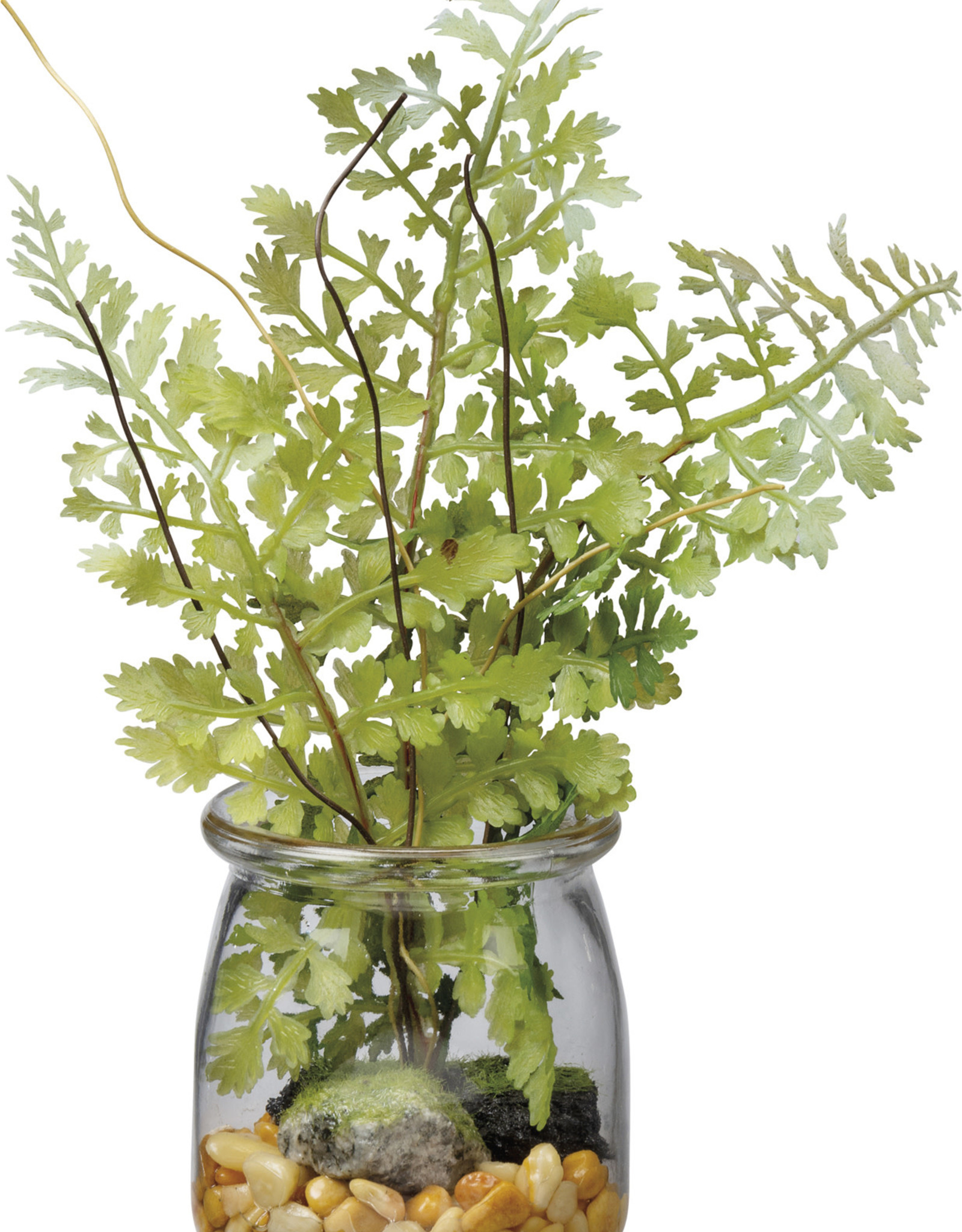 Jar - Sm Maidenhair Fern