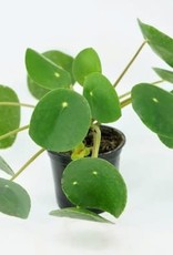 Cascade Tropicals Pilea Peperomioides 4in Chinese Money Plant