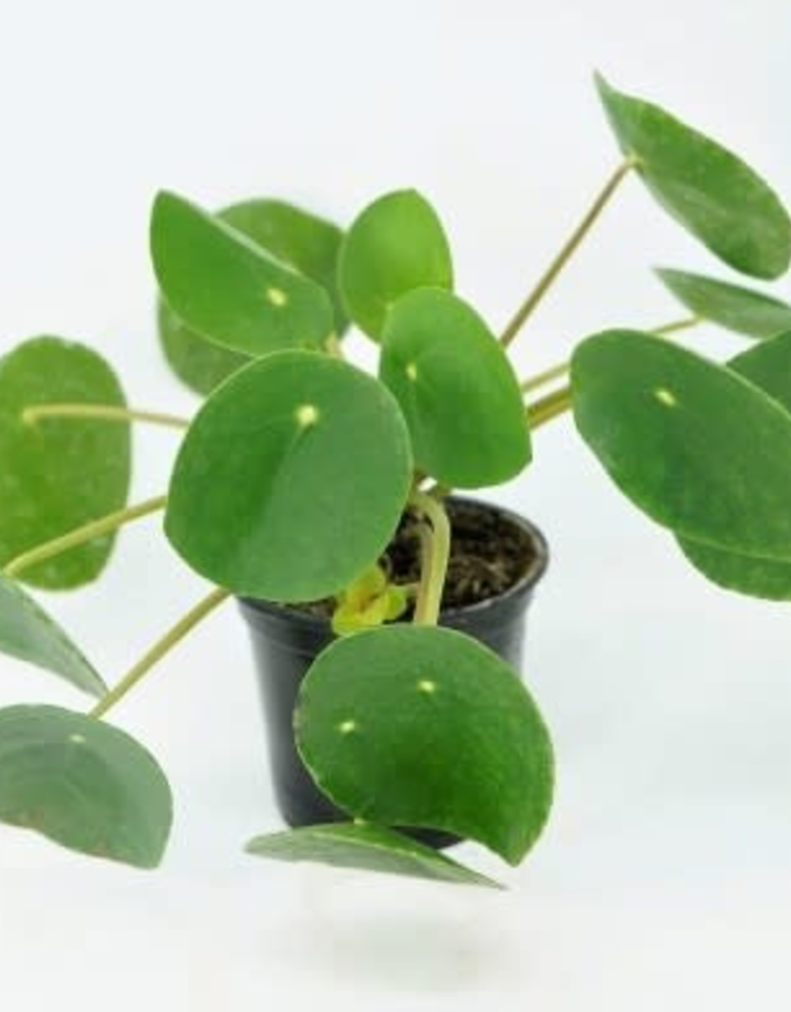 Cascade Tropicals Pilea Peperomioides 4in Chinese Money Plant