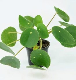 Cascade Tropicals Pilea Peperomioides 4in Chinese Money Plant
