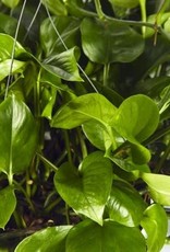 Cascade Tropicals Epipremnum aureum jade 4in Pothos Green Queen