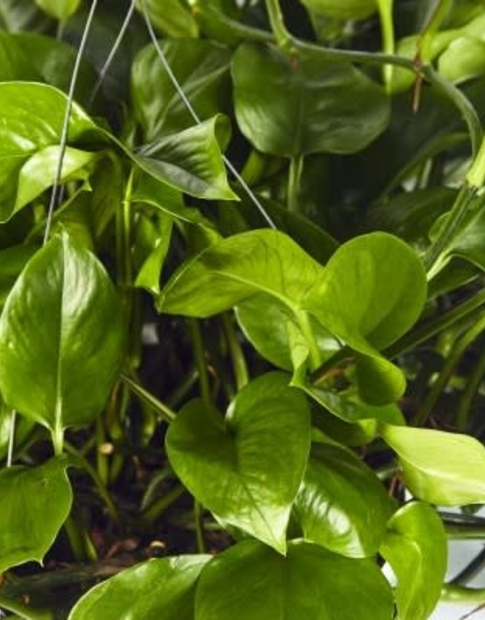 Cascade Tropicals Epipremnum aureum jade 4in Pothos Green Queen