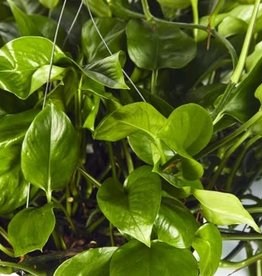 Cascade Tropicals Epipremnum aureum jade 4in Pothos Green Queen