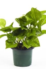 Cascade Tropicals Epipremnum aureum jade 4in Pothos Green Queen