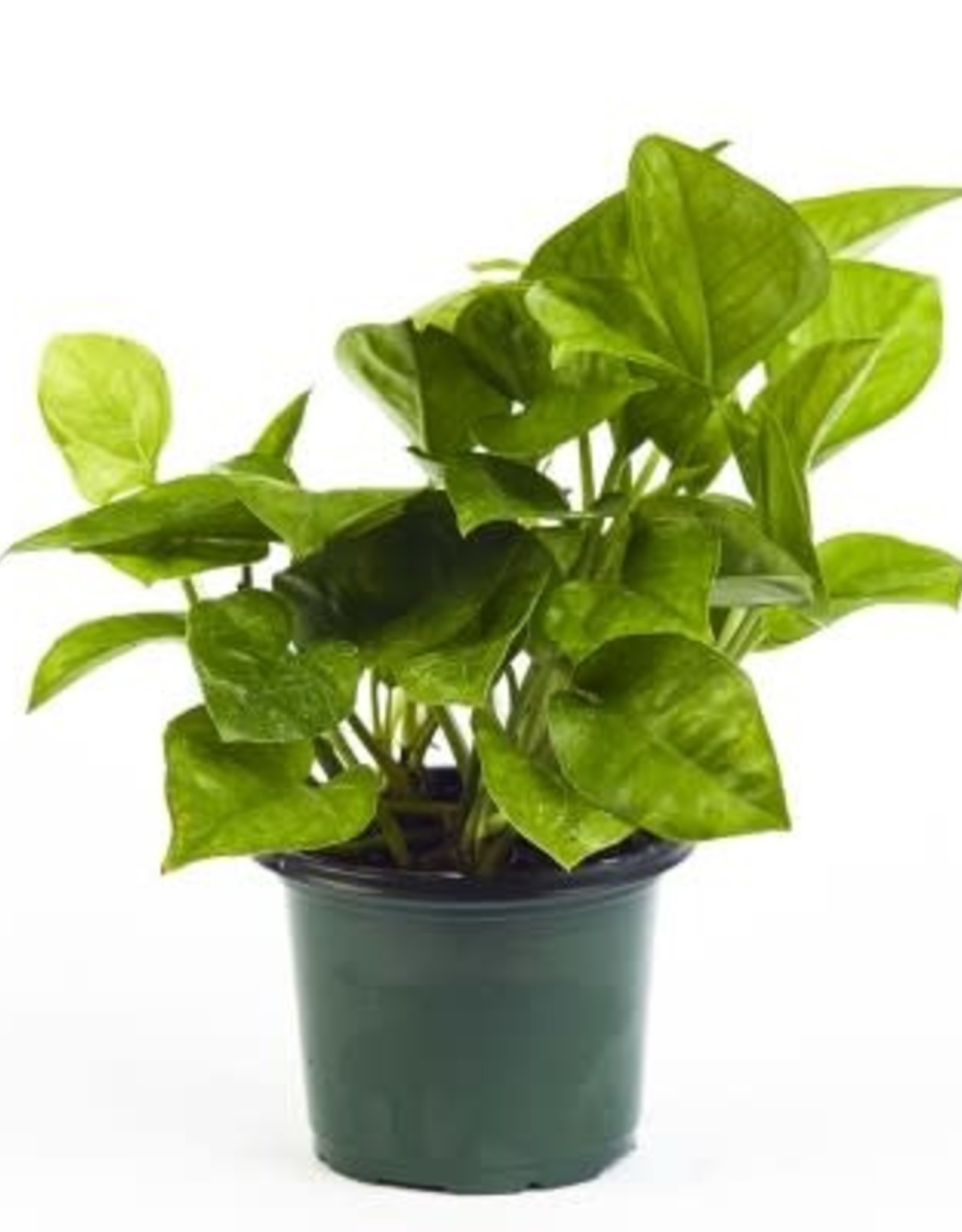 Cascade Tropicals Epipremnum aureum jade 4in Pothos Green Queen