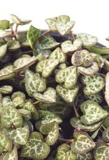 Cascade Tropicals Ceropegia woodii 4in  -String of Hearts