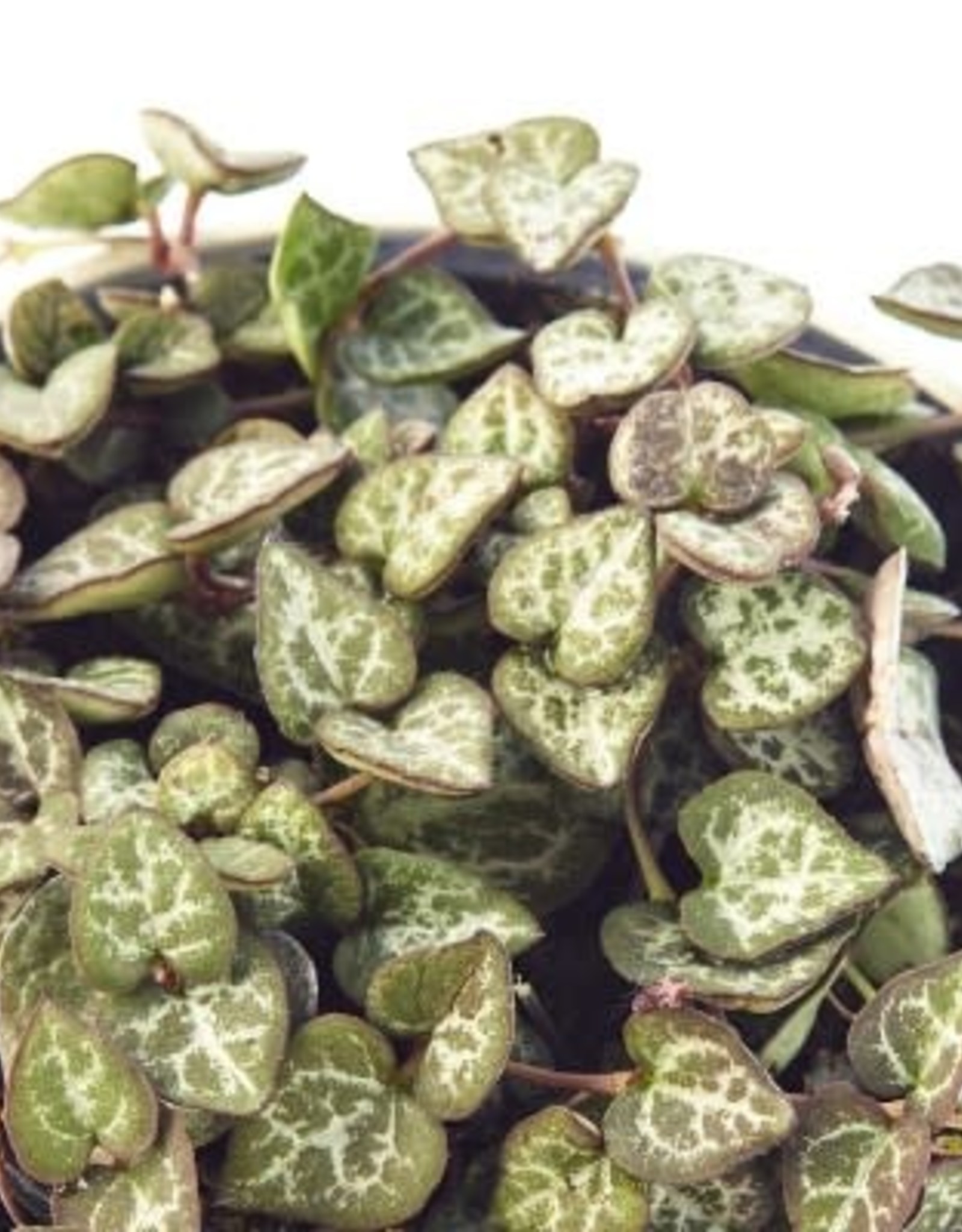 Cascade Tropicals Ceropegia woodii 4in  -String of Hearts