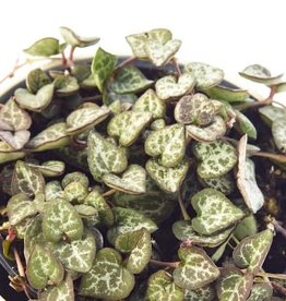 Cascade Tropicals Ceropegia woodii 4in  -String of Hearts
