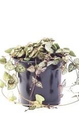 Cascade Tropicals Ceropegia woodii 4in  -String of Hearts