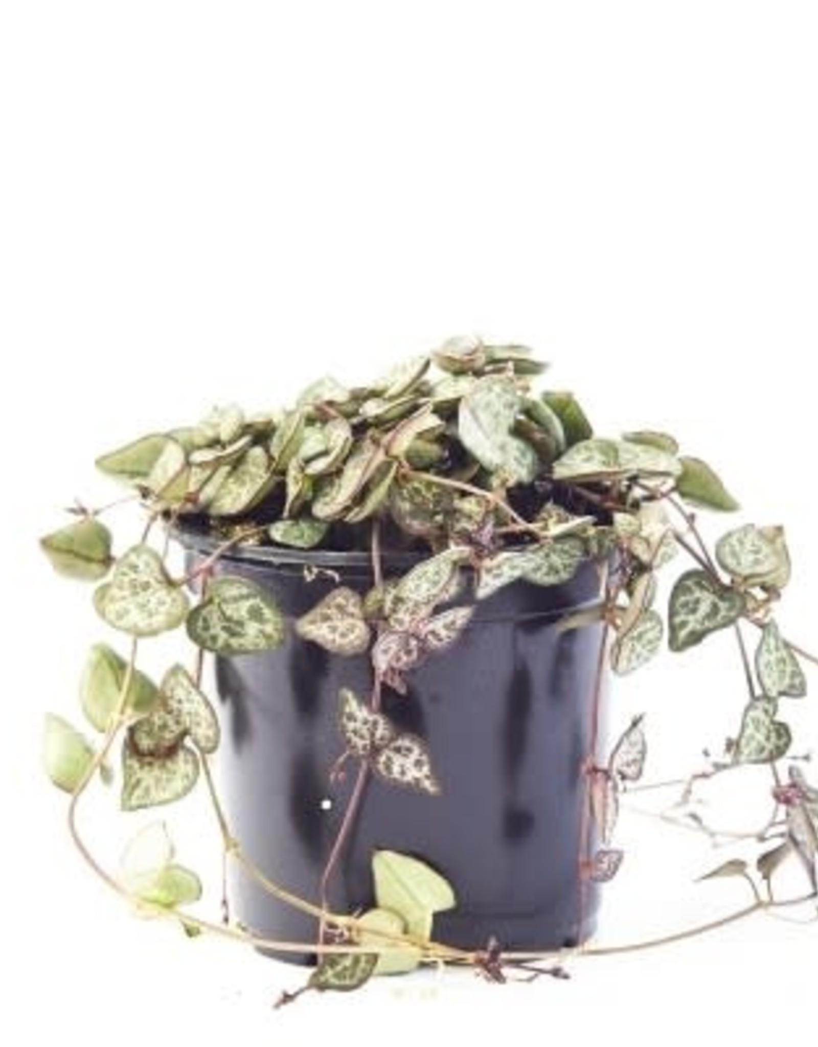 Cascade Tropicals Ceropegia woodii 4in  -String of Hearts