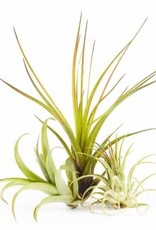 Cascade Tropicals Tillandsia Assorted Medium 3in