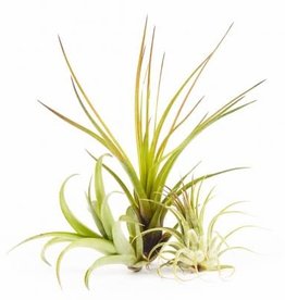 Cascade Tropicals Tillandsia Assorted Medium 3in