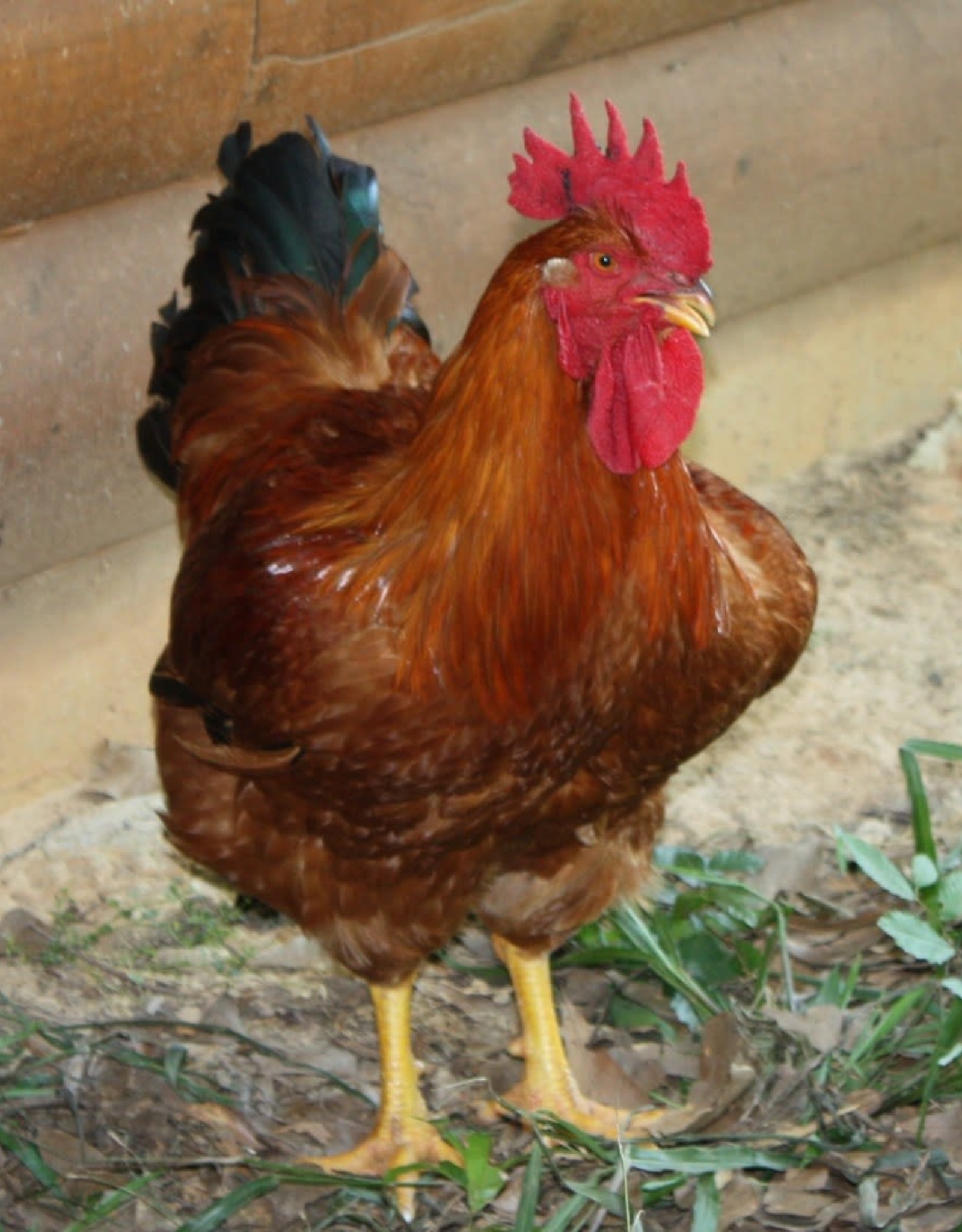 Freedom Ranger Freedom Ranger Meat Chicken SR 4-25-25