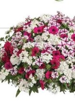 Proven Winners Annual Hanging Basket- Blind Love 12 inch-2026 PRE-BOOK