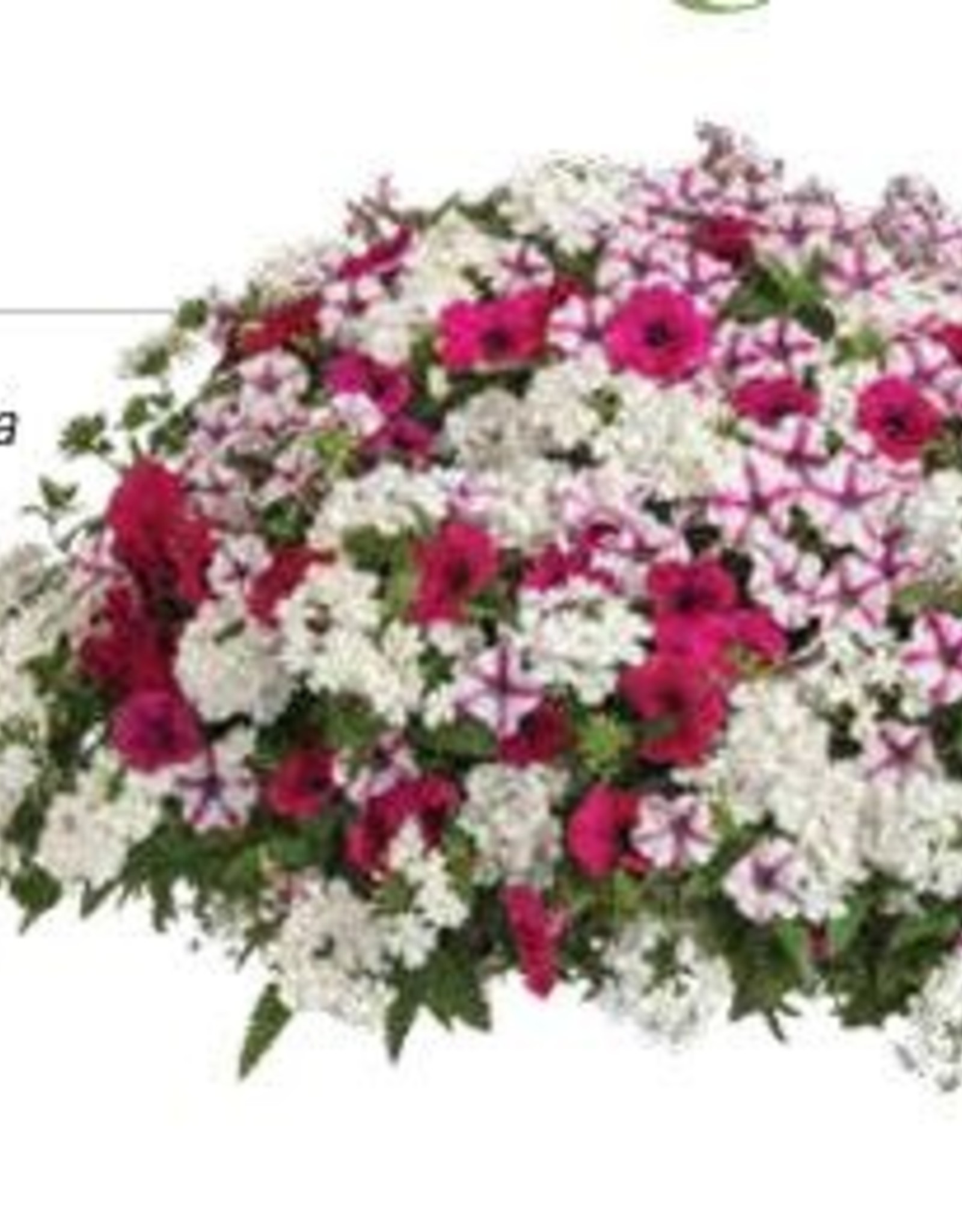 Proven Winners Annual Hanging Basket- Blind Love 12 inch-2026 PRE-BOOK
