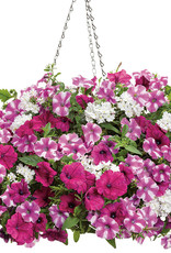 Proven Winners Annual Hanging Basket- Blind Love 12 inch-2026 PRE-BOOK