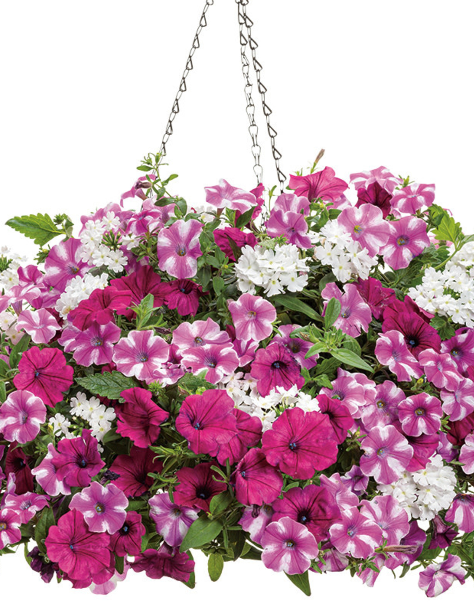 Proven Winners Annual Hanging Basket- Blind Love 12 inch-2026 PRE-BOOK