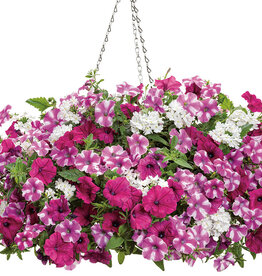 Proven Winners Annual Hanging Basket- Blind Love 12 inch-2026 PRE-BOOK