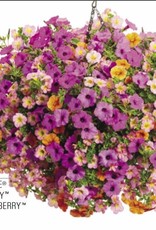 Proven Winners Annual Hanging Basket- Nightingale 12 inch-2026 PRE-BOOK